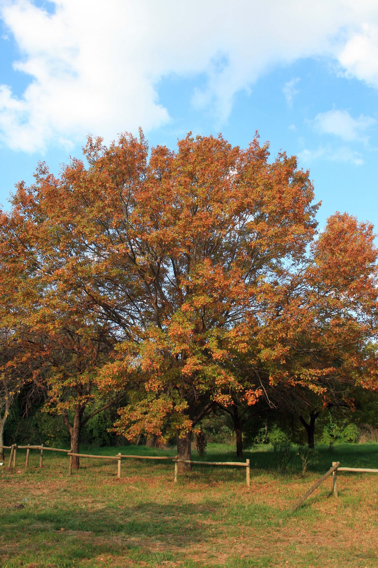 tree yellow rust free photo