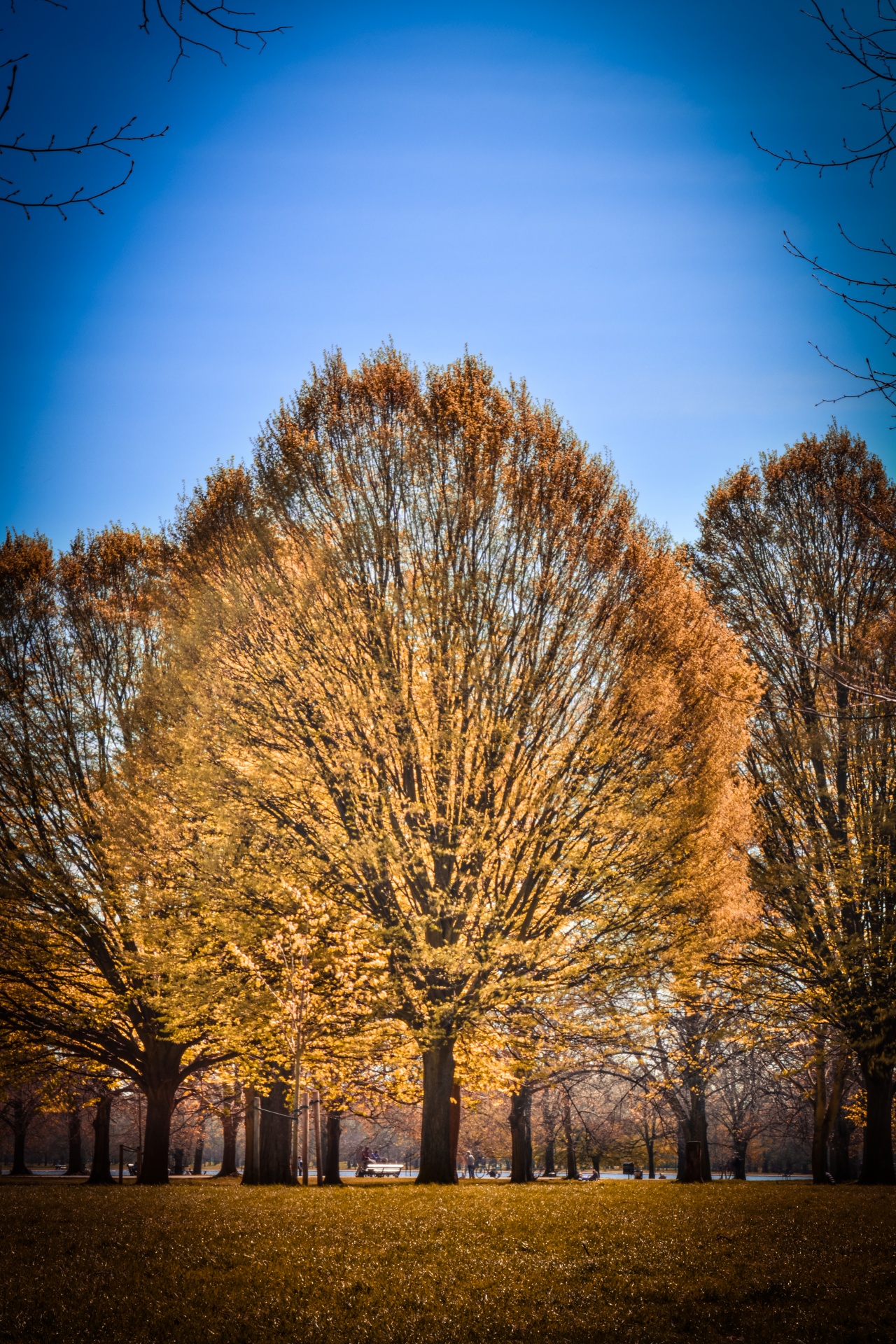 autumn park forest free photo