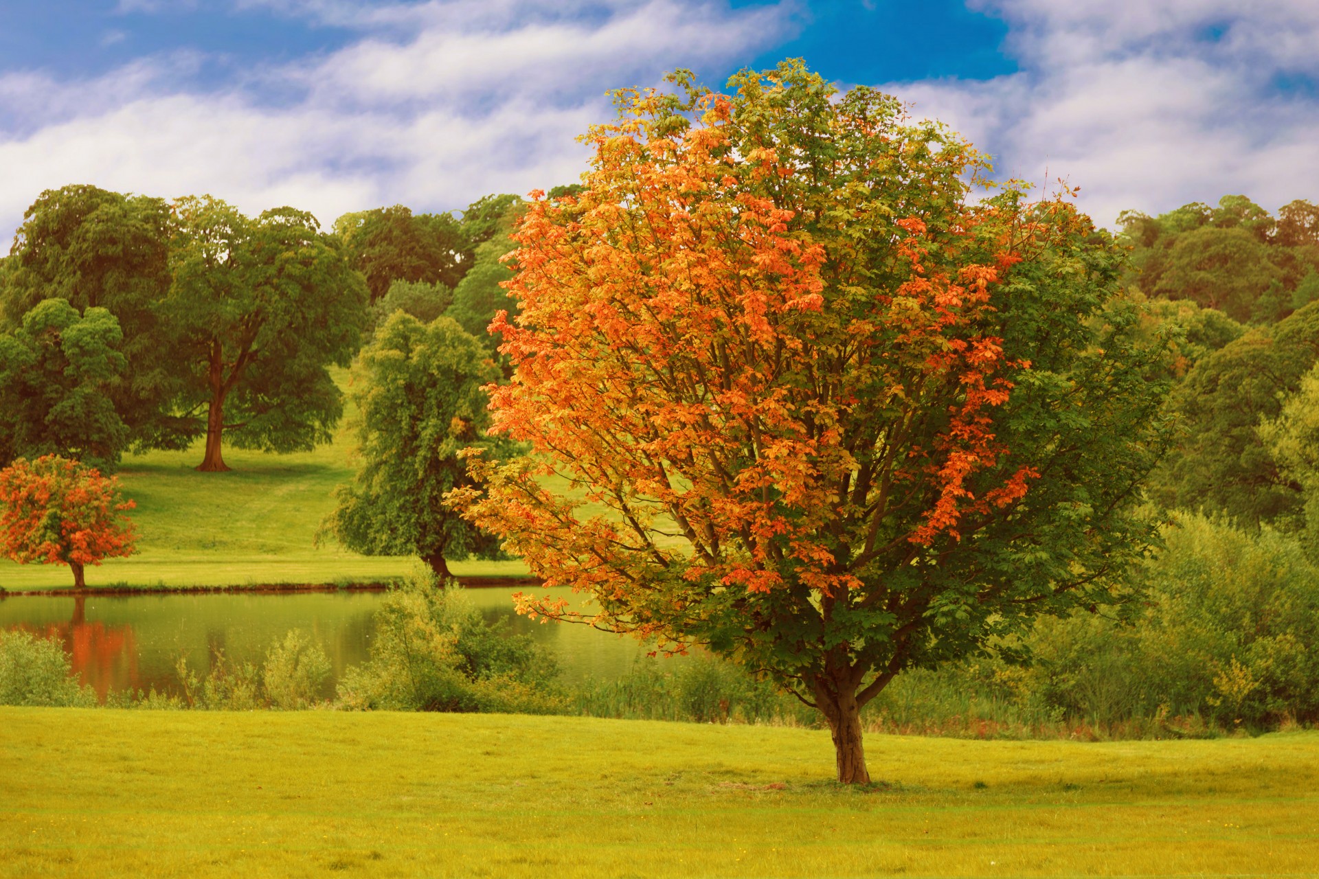 autumn park forest free photo