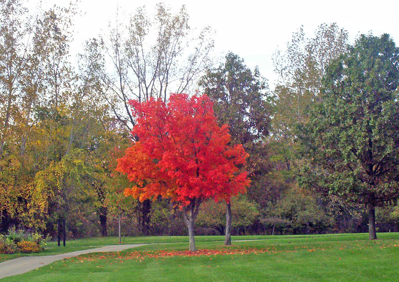 colored leaves maple free photo