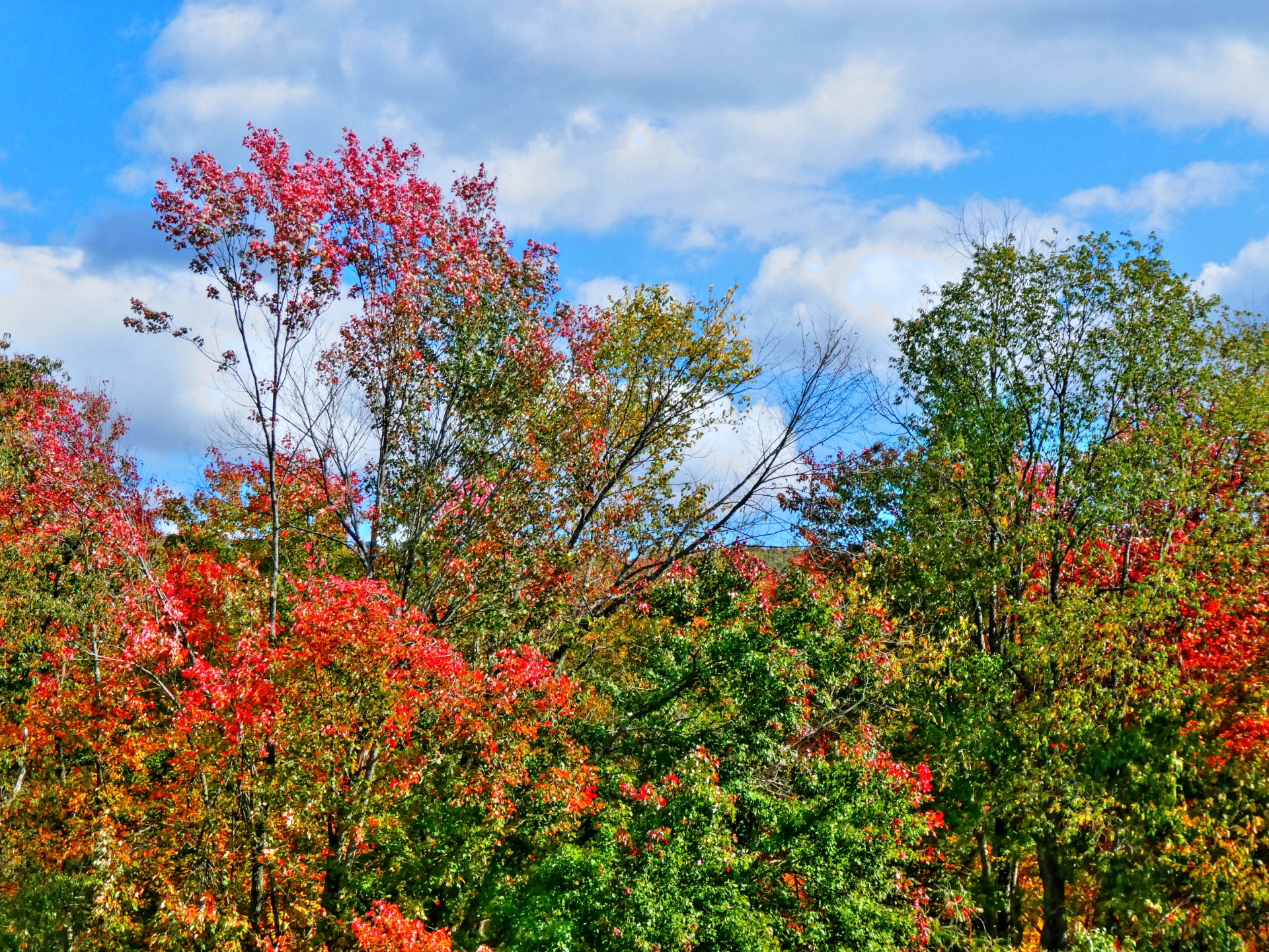 fall autumn foliage free photo