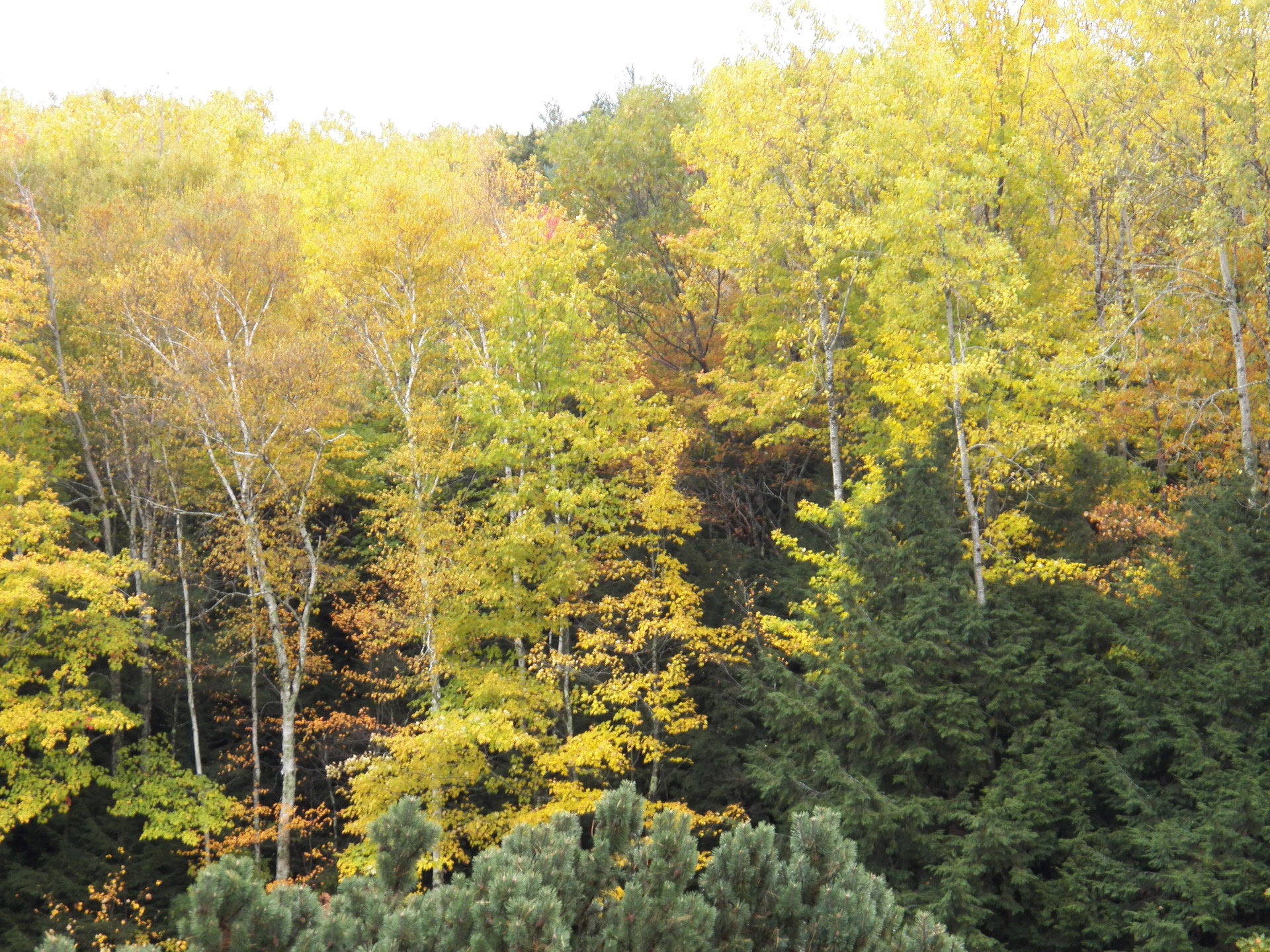 tree trees autumn free photo