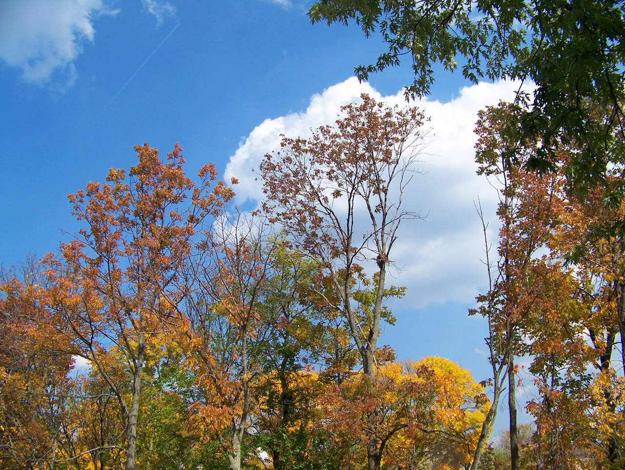 autumn fall trees free photo