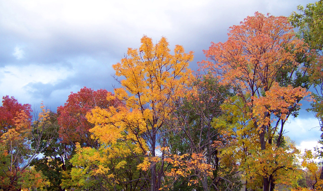 trees autumn leaves free photo