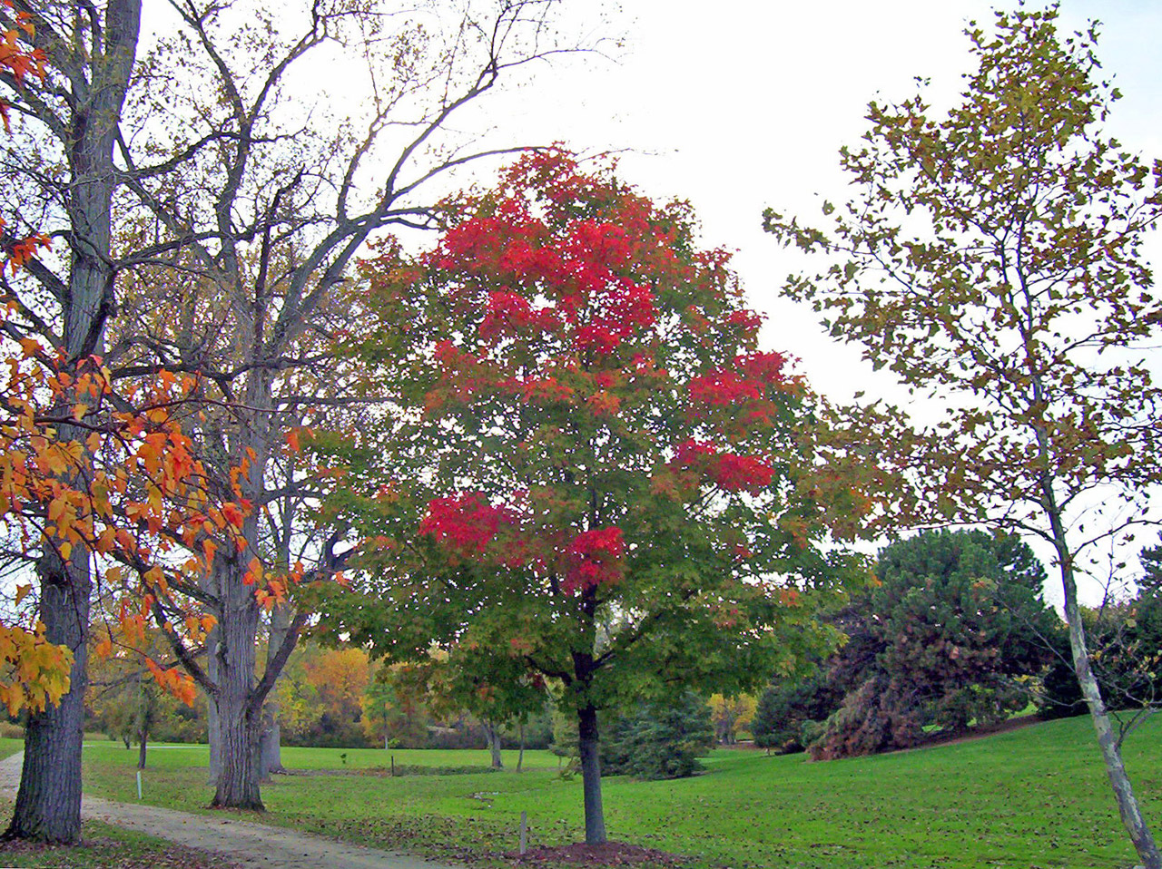 trees fall autumn free photo