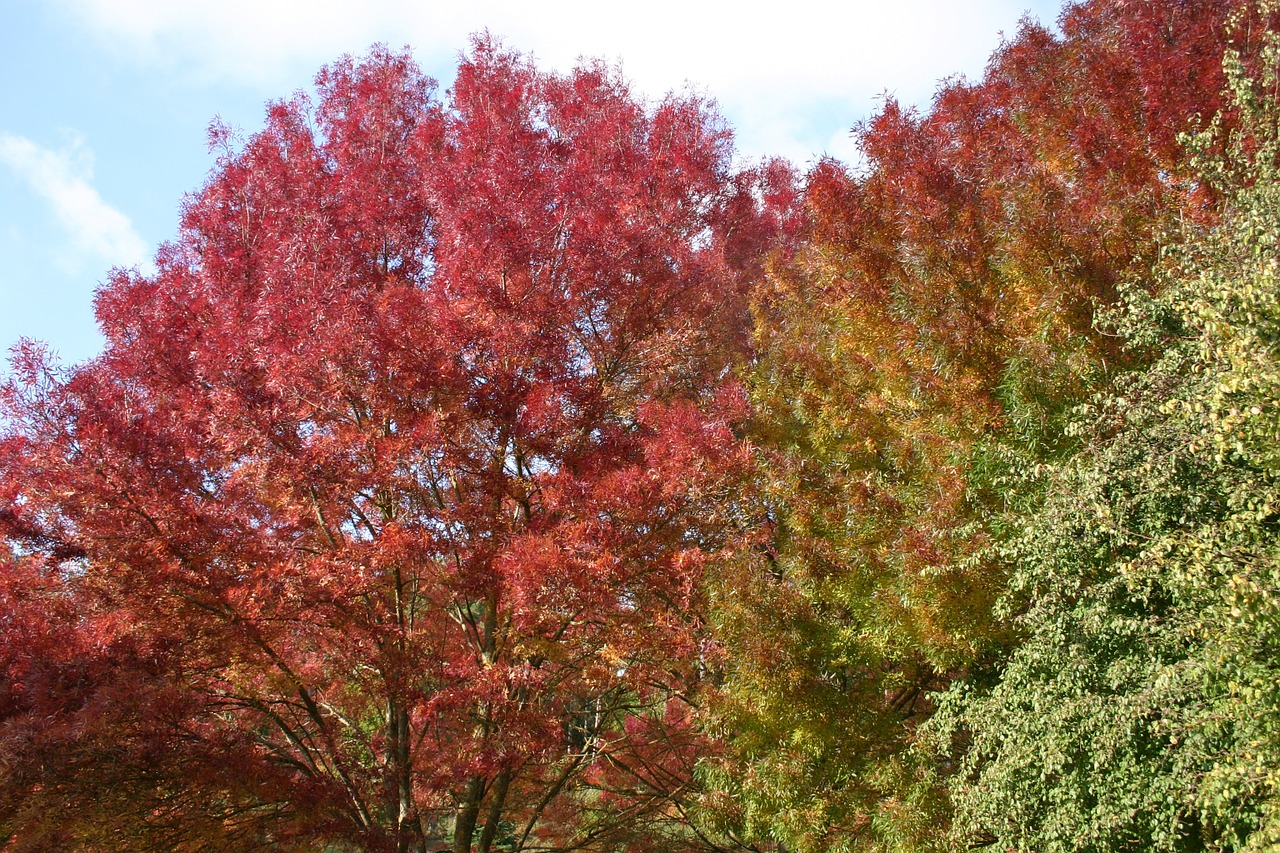 autumn trees leaves autumn free photo