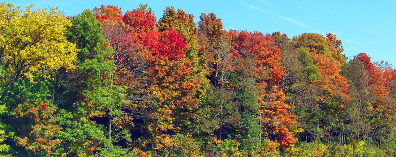 autumn fall trees free photo