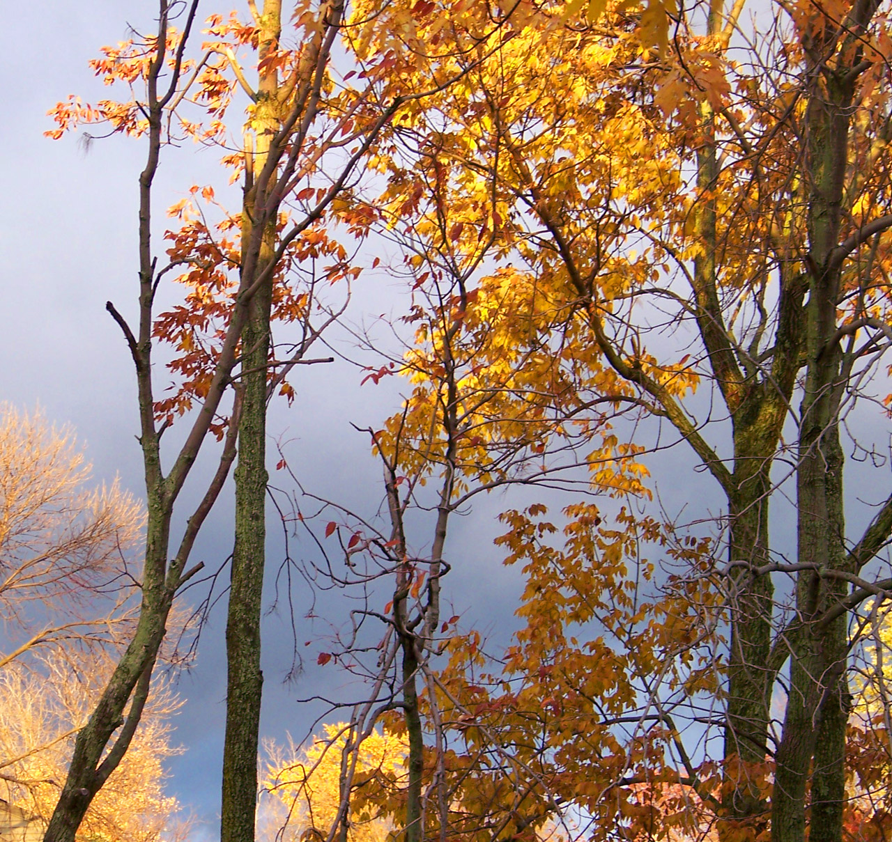 autumn fall trees free photo