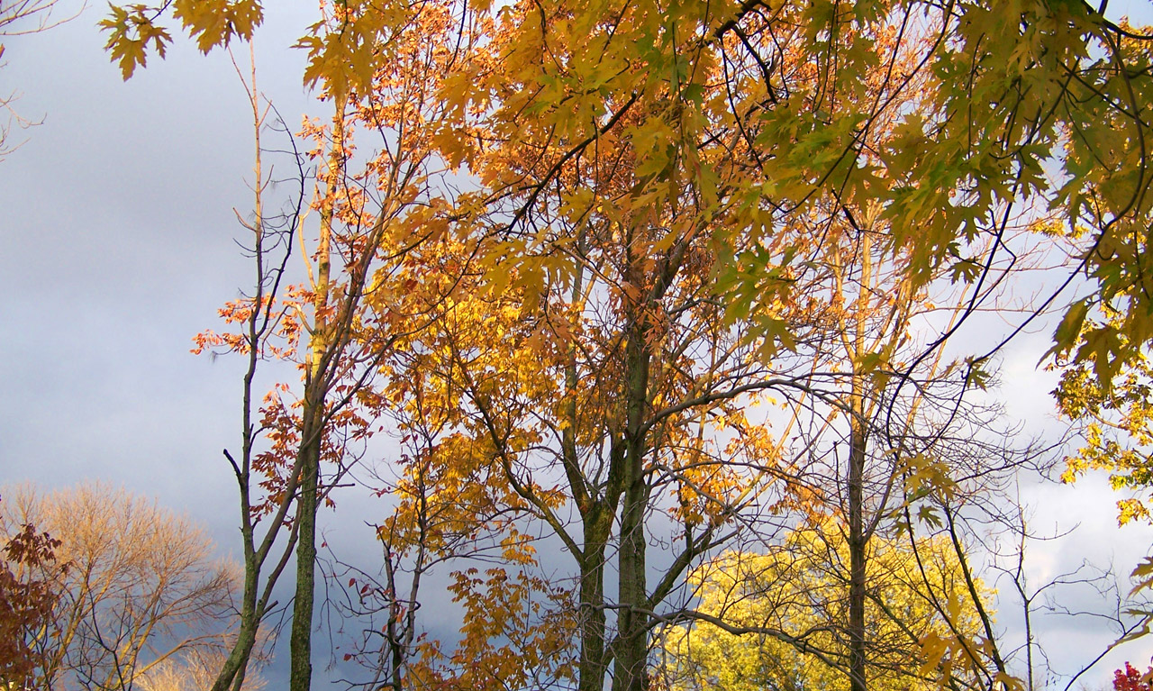 autumn fall trees free photo