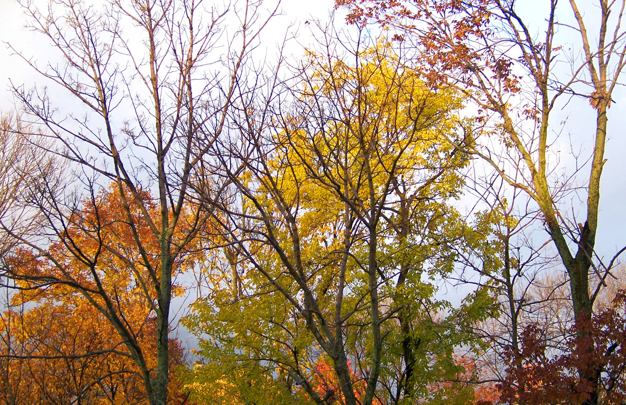 autumn fall colors free photo