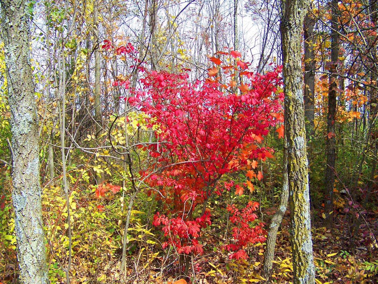 autumn fall colors free photo