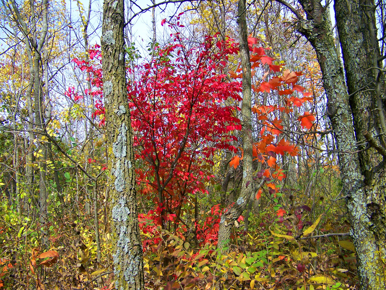 autumn fall colors free photo