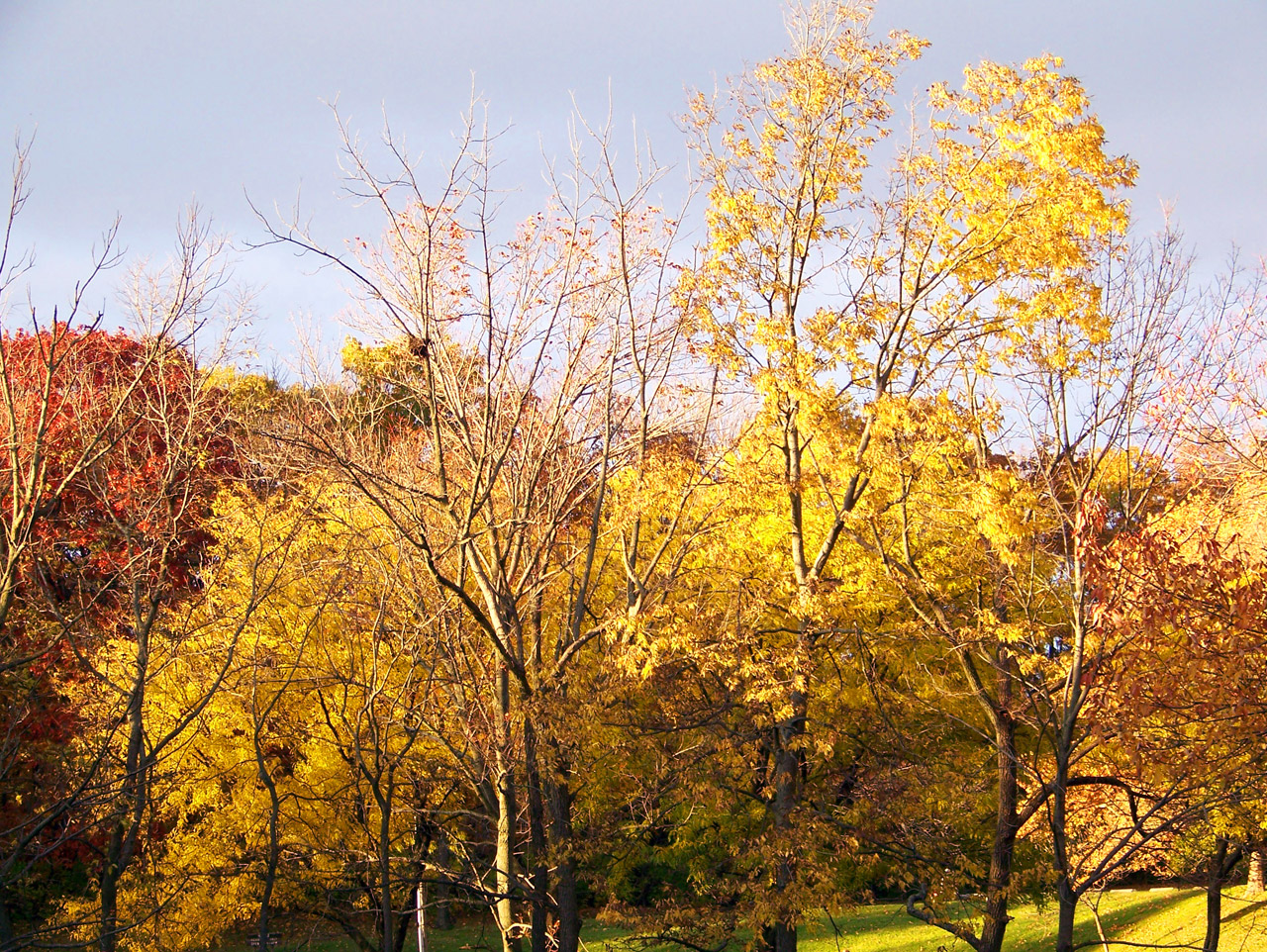 autumn fall colors free photo