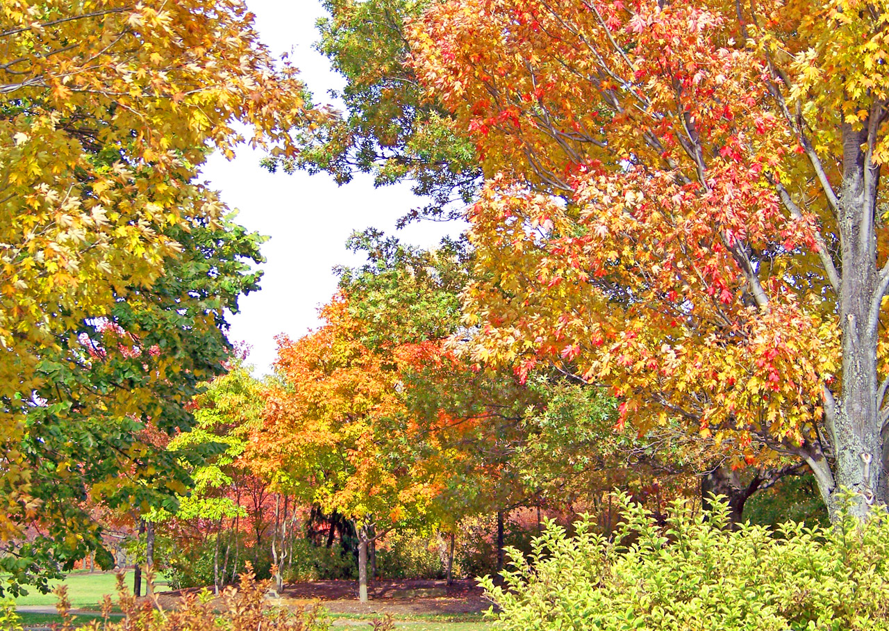 autumn fall maple free photo
