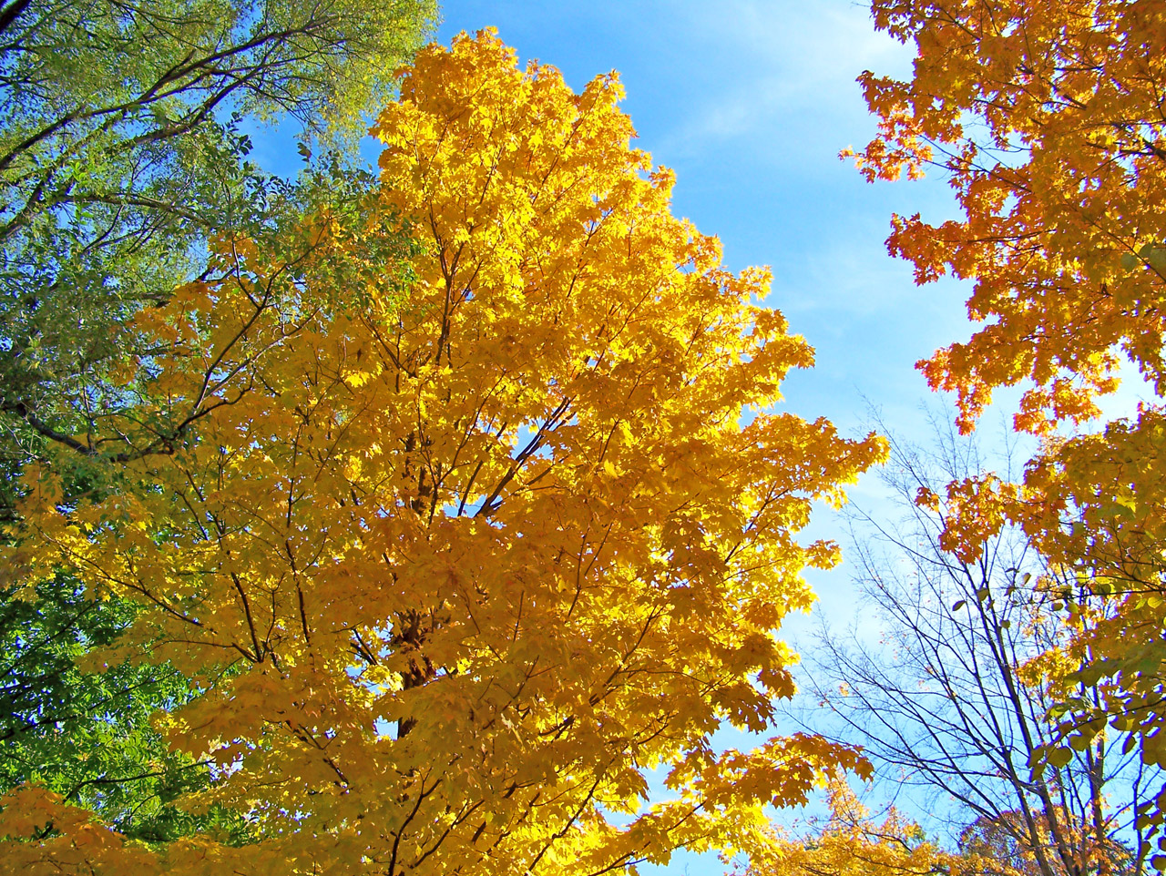 autumn fall trees free photo