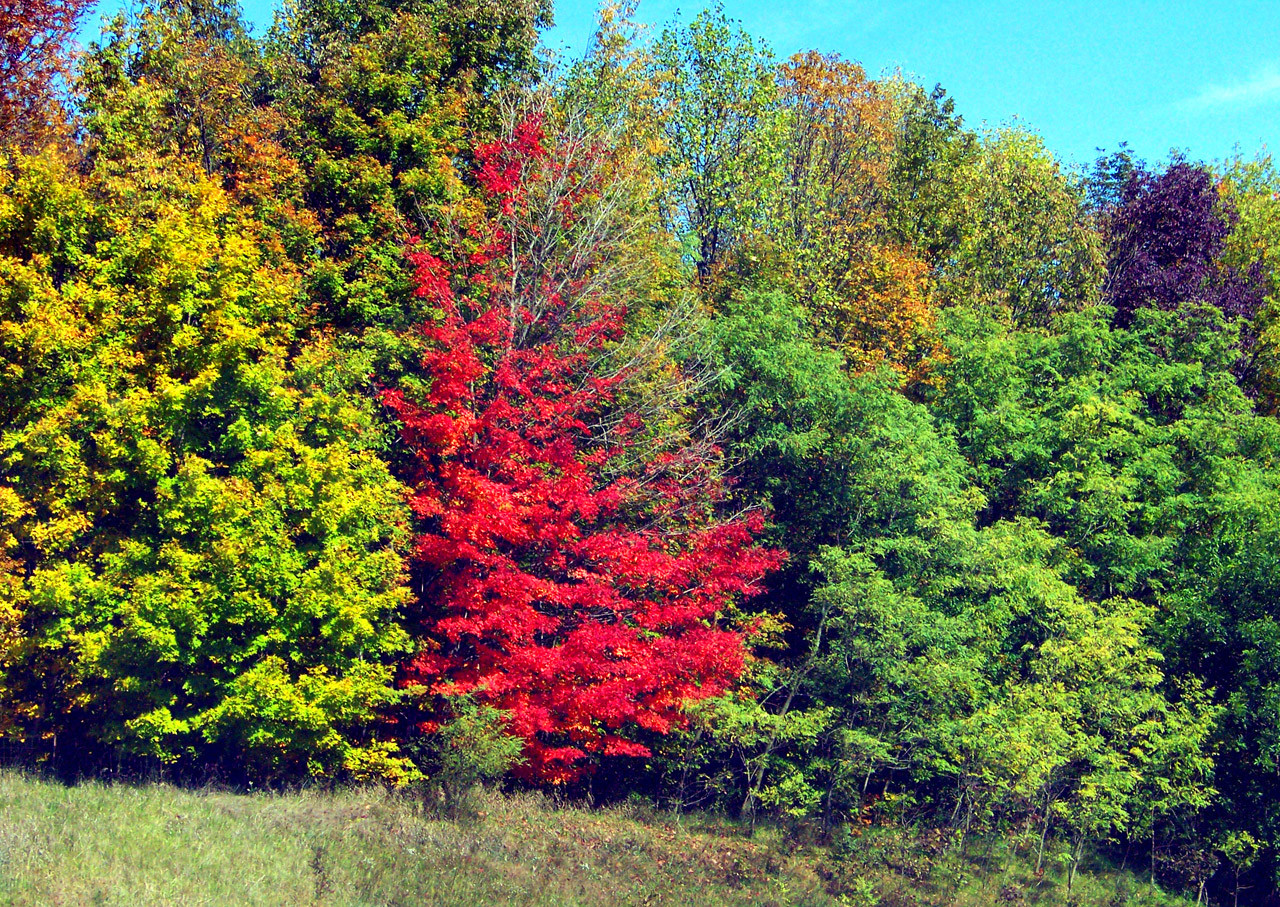 autumn fall trees free photo