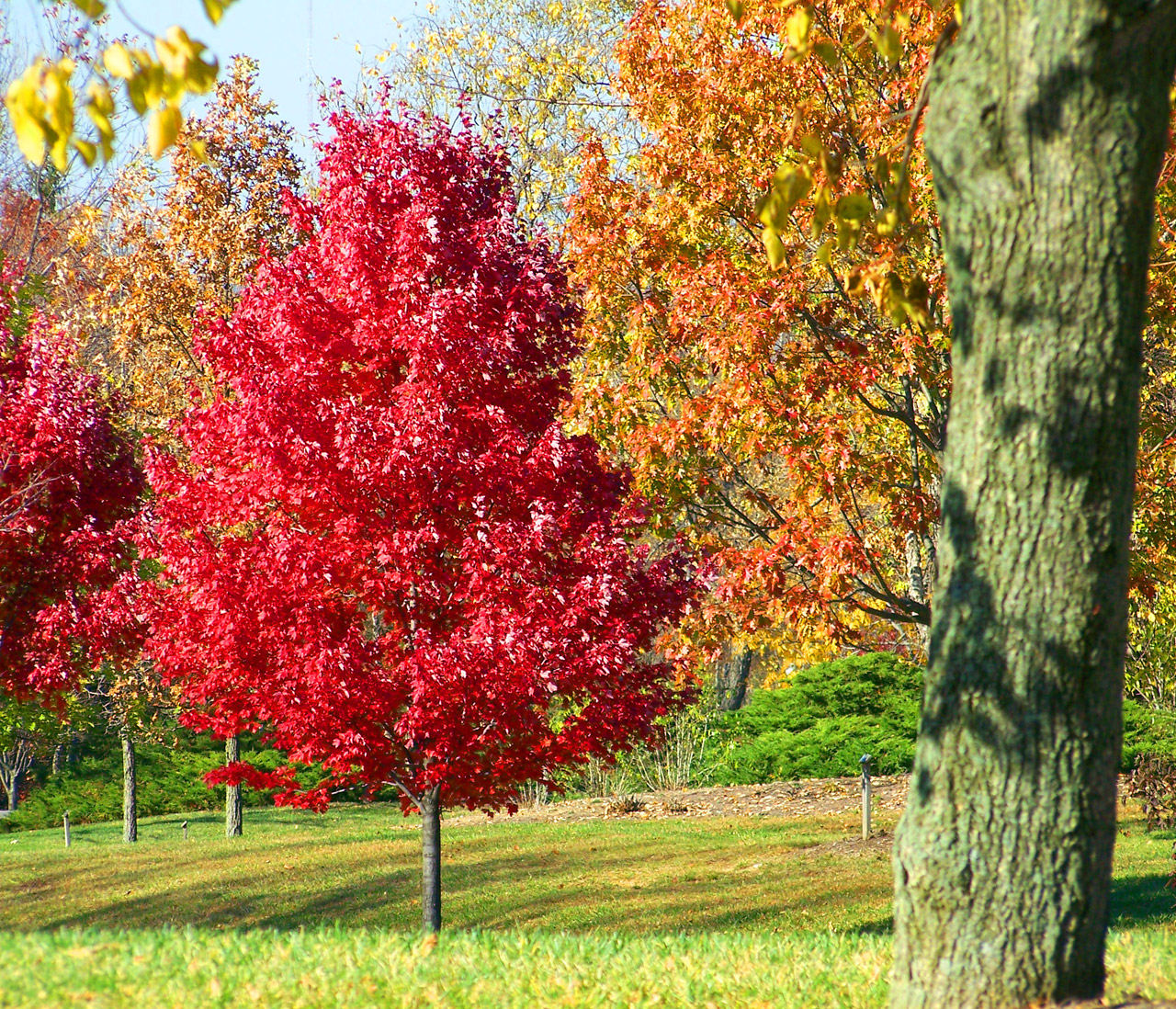 autumn fall colors free photo