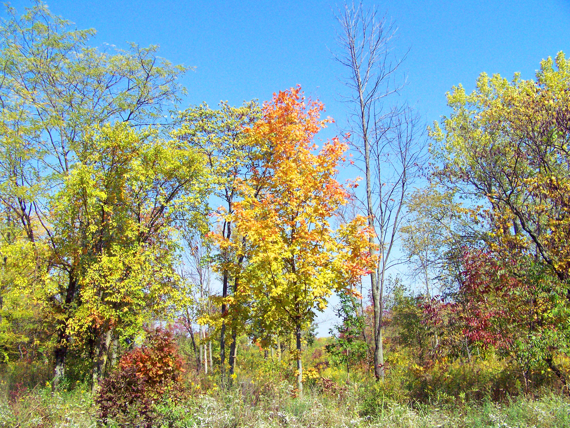 autumn fall trees free photo