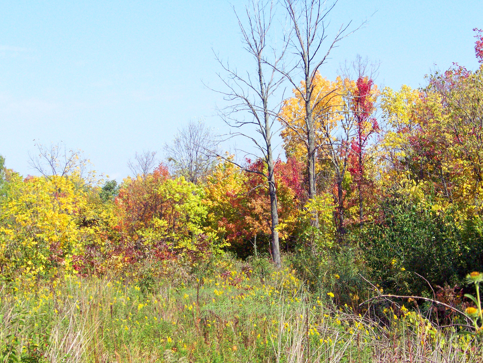 autumn fall trees free photo