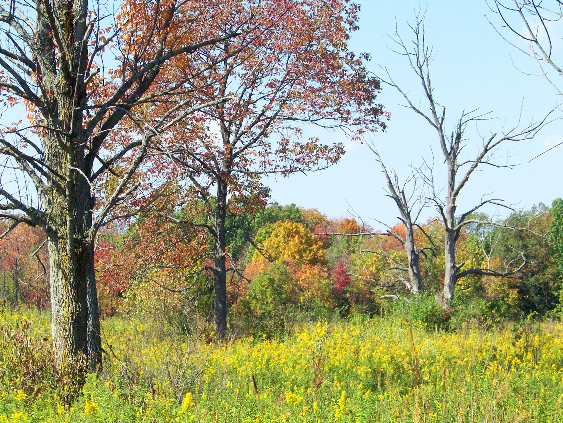 autumn fall weeds free photo