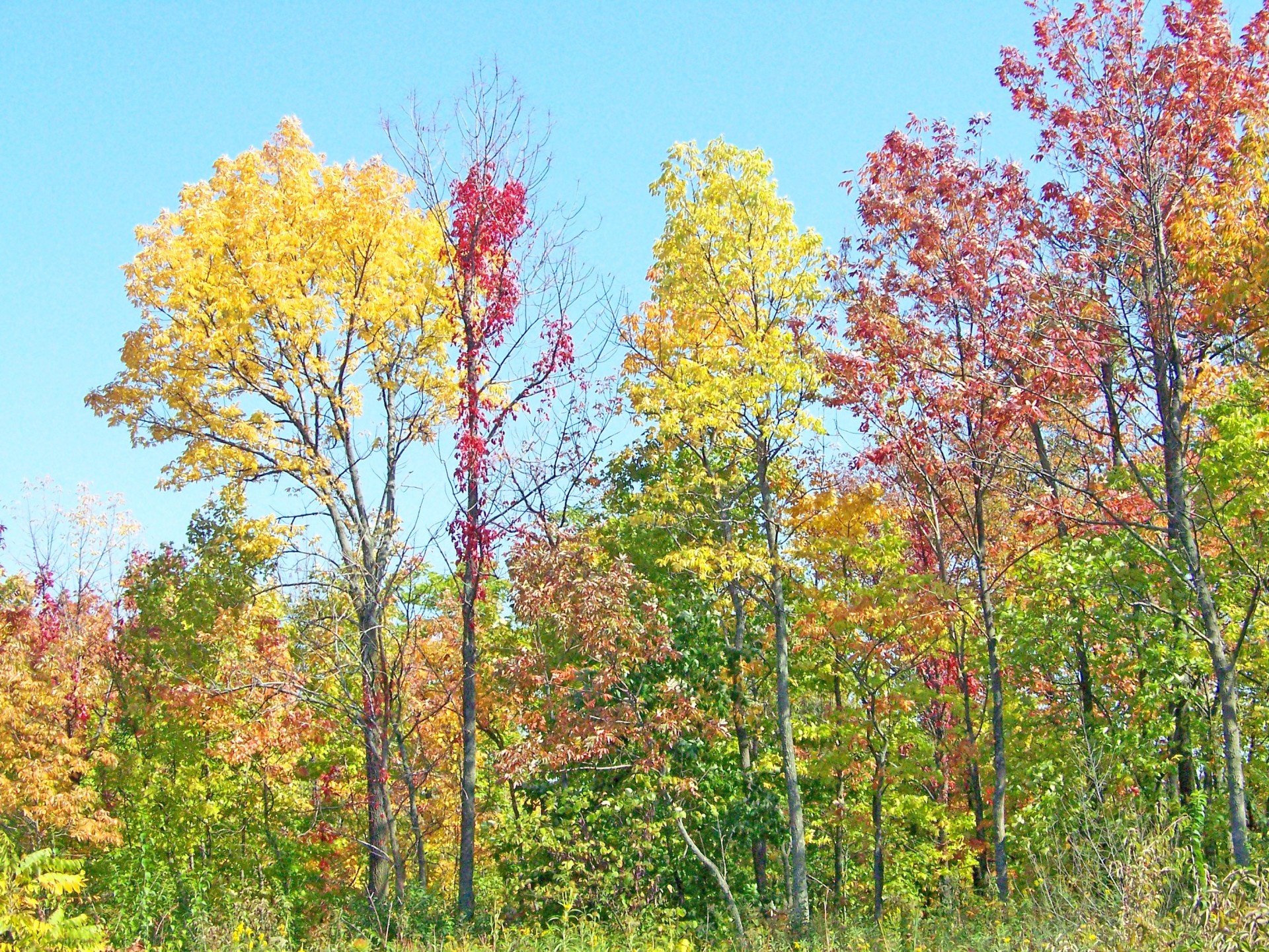 fall autumn leaves free photo