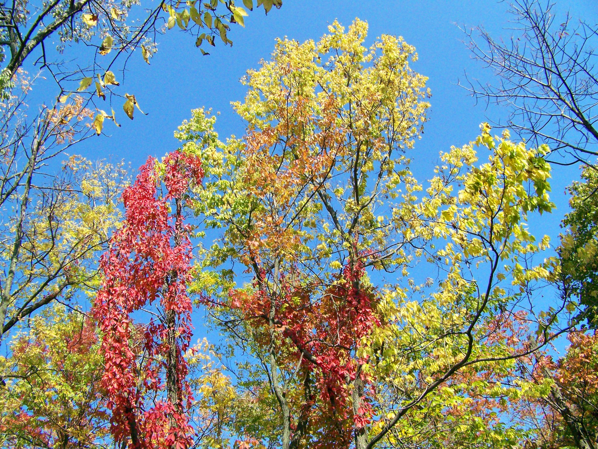 fall autumn leaves free photo