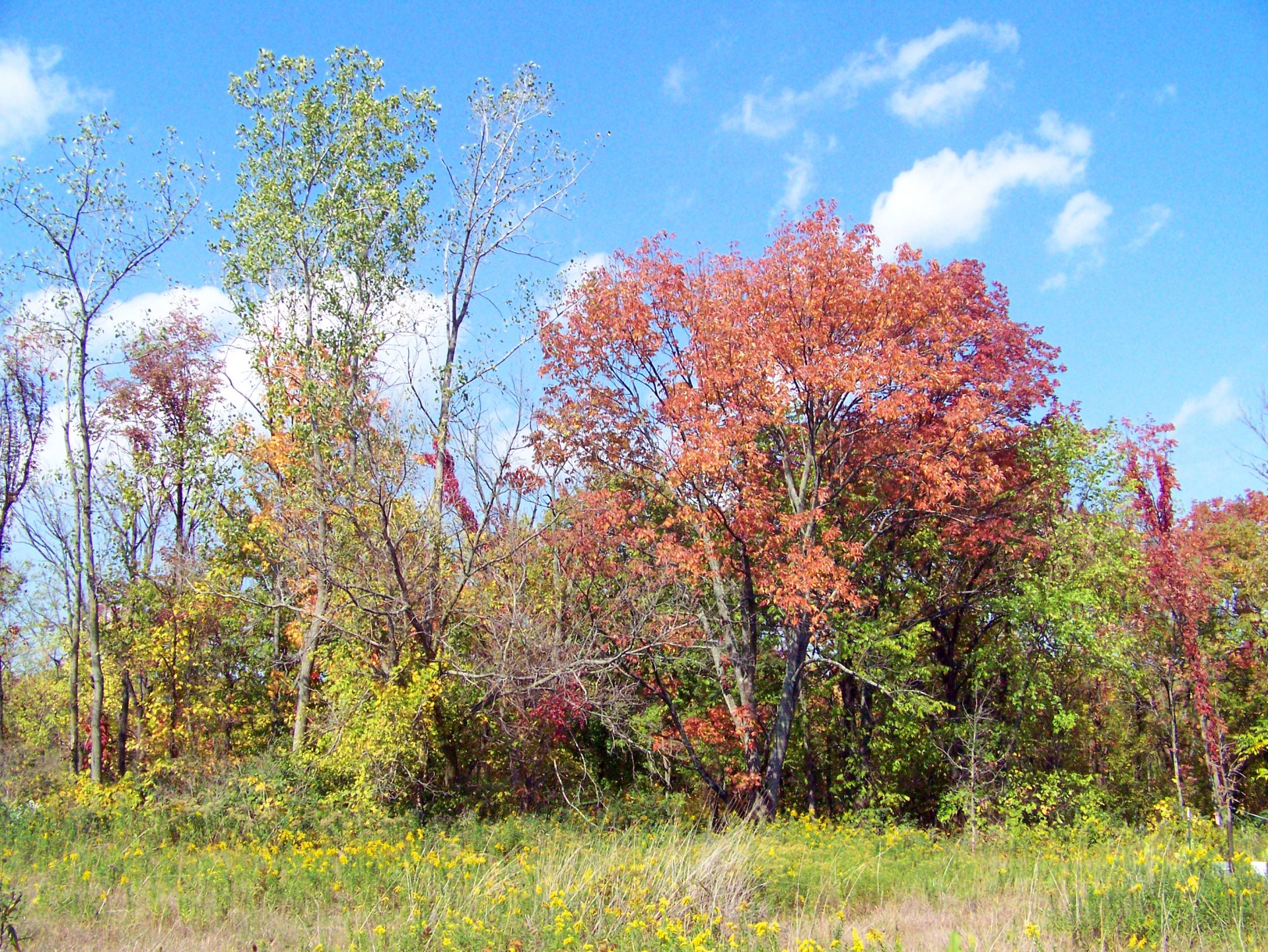 fall autumn leaves free photo