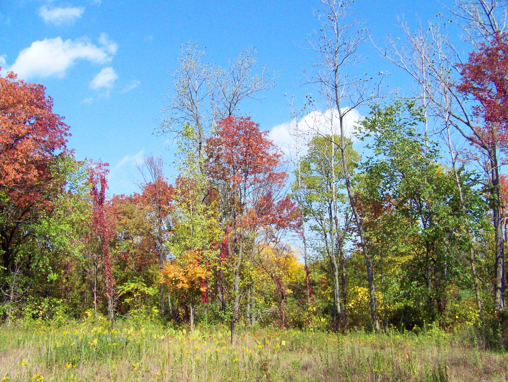 fall autumn leaves free photo