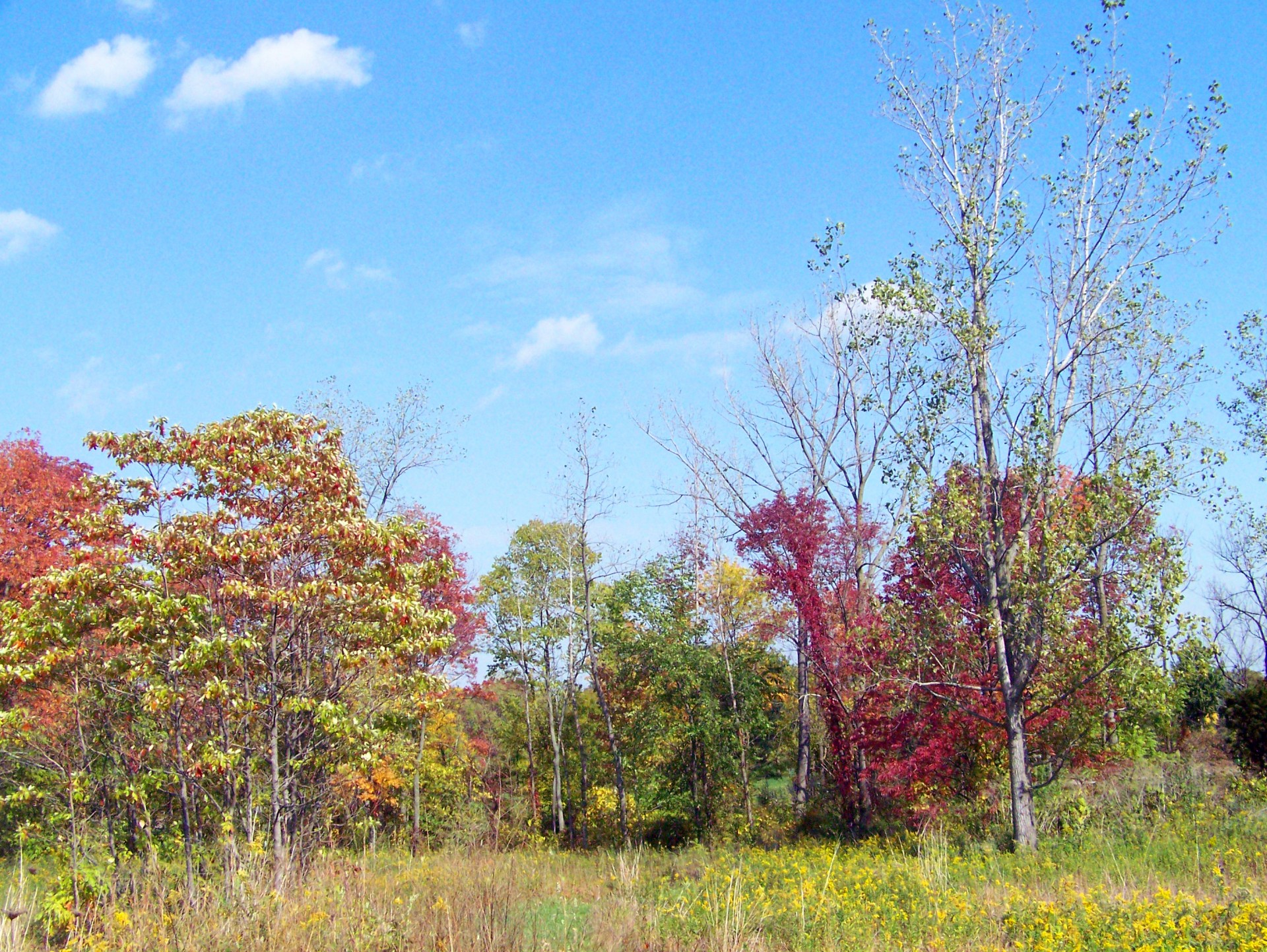 fall autumn leaves free photo