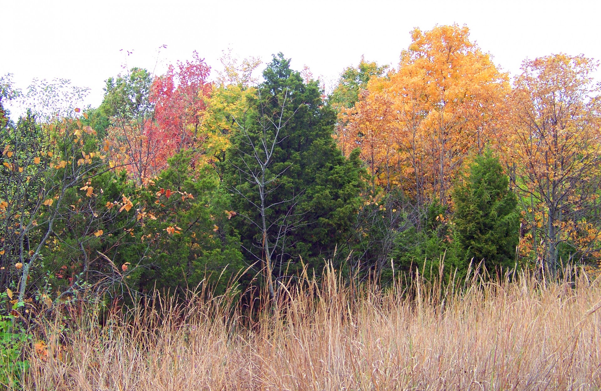 fall autumn leaves free photo