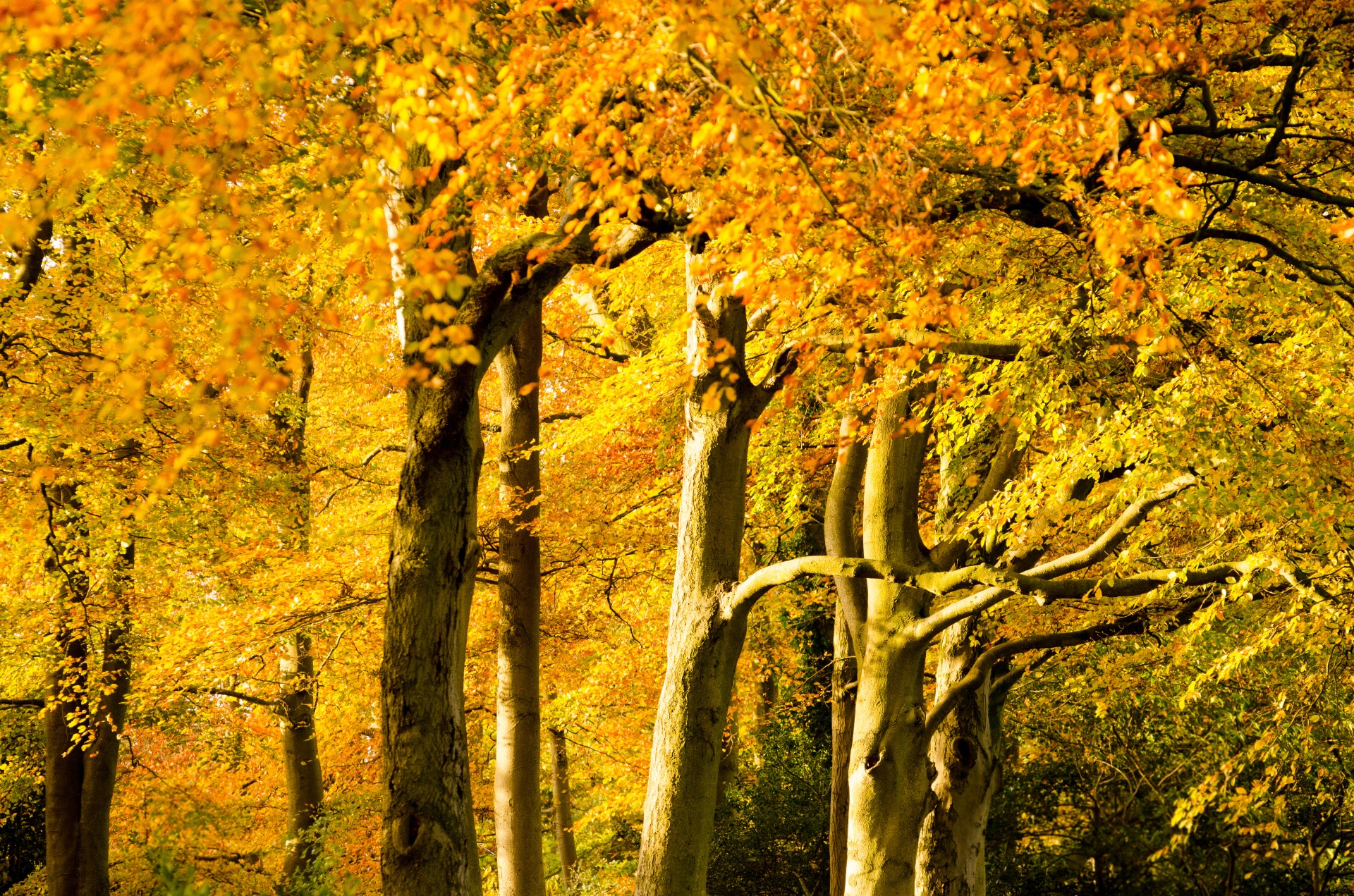 autumn tree trees free photo