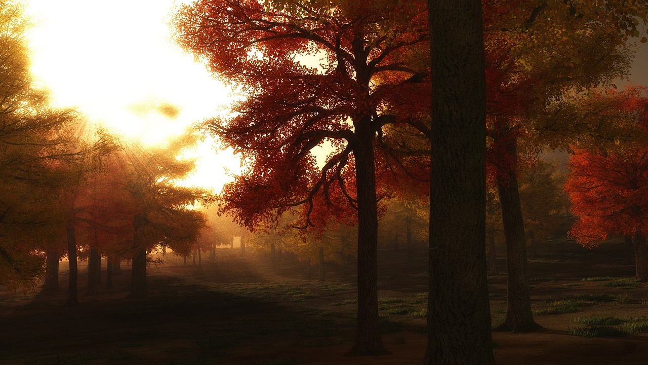 autumn trees golden light sunrise through trees free photo