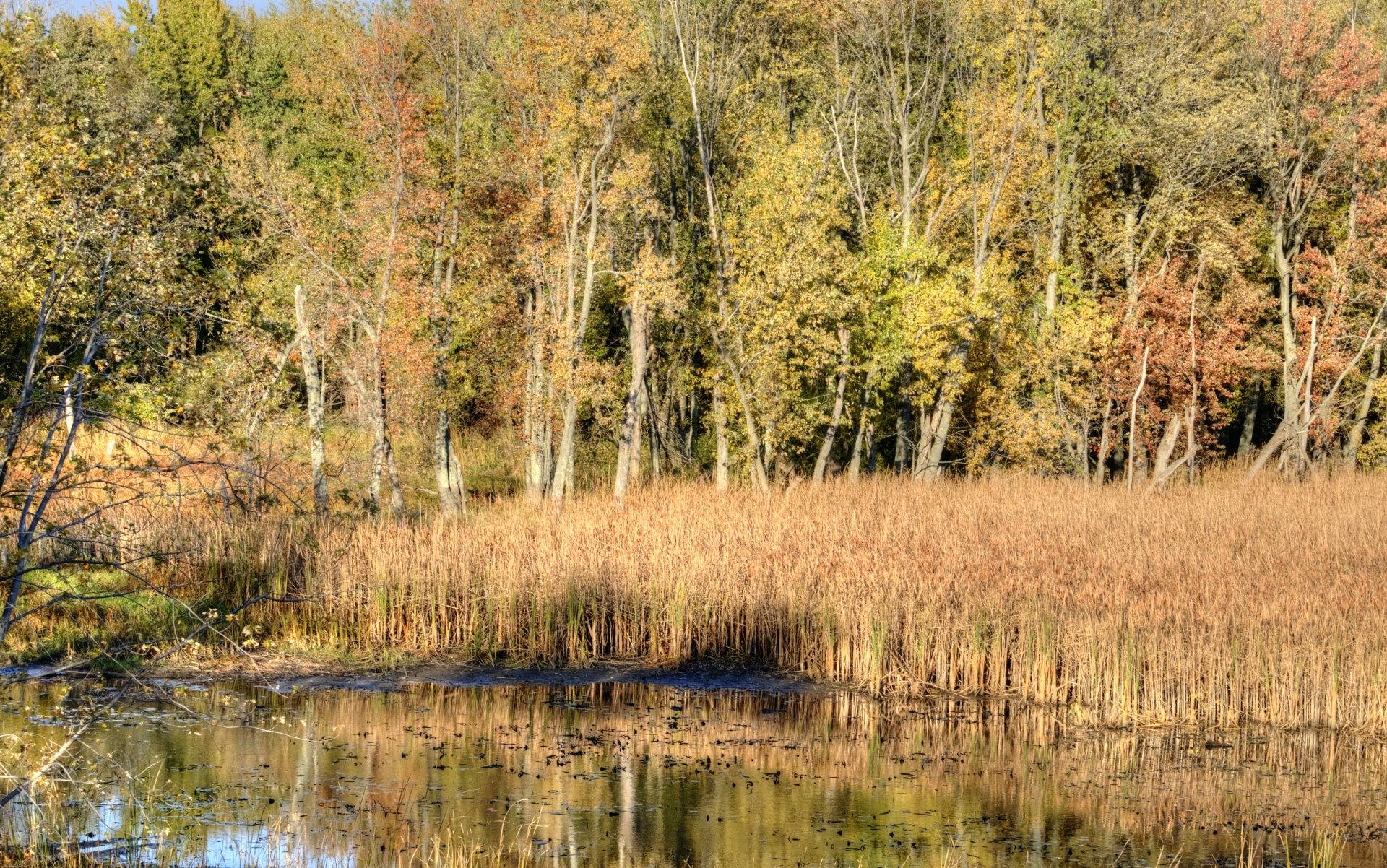 autumn fall foliage free photo