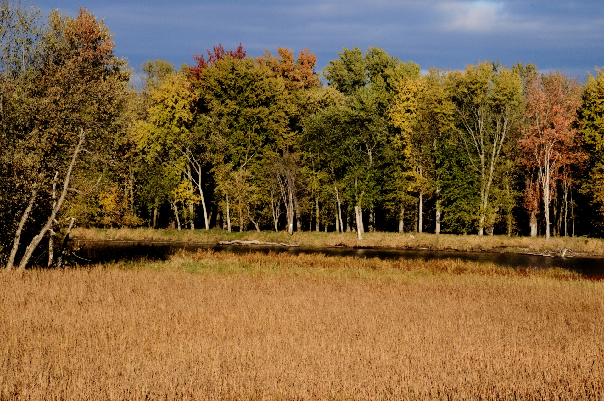 autumn fall foliage free photo