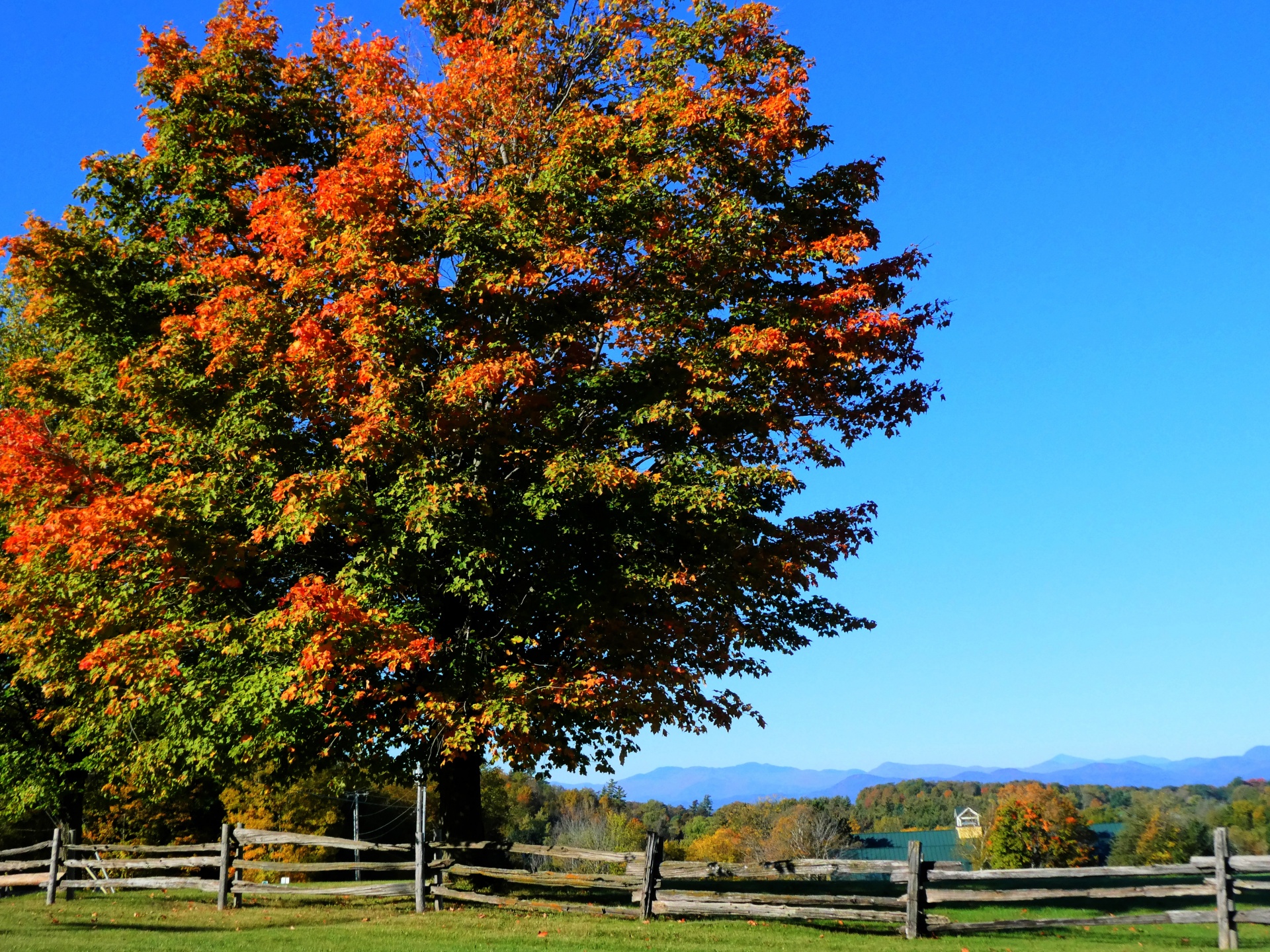 autumn fall leaves free photo