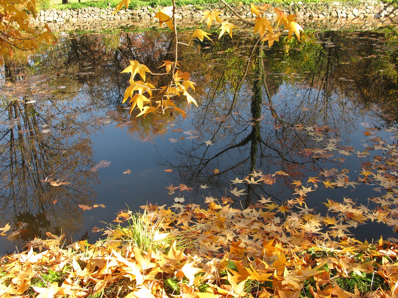 autumn trees fall autumn free photo