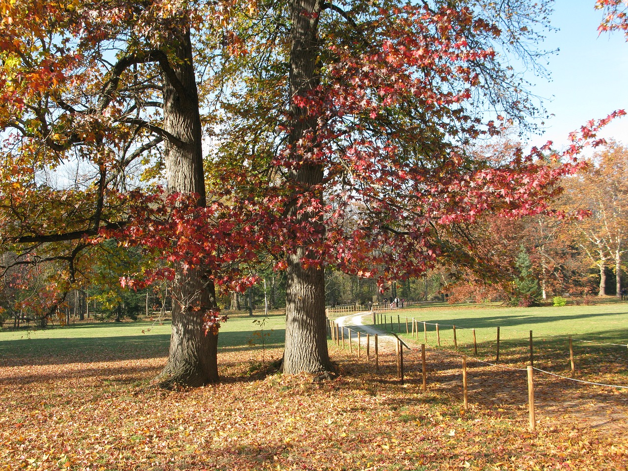 autumn trees fall autumn free photo