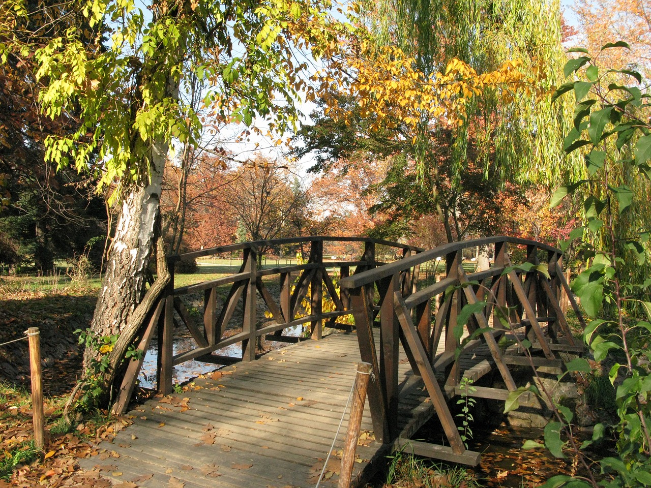 autumn trees fall autumn free photo