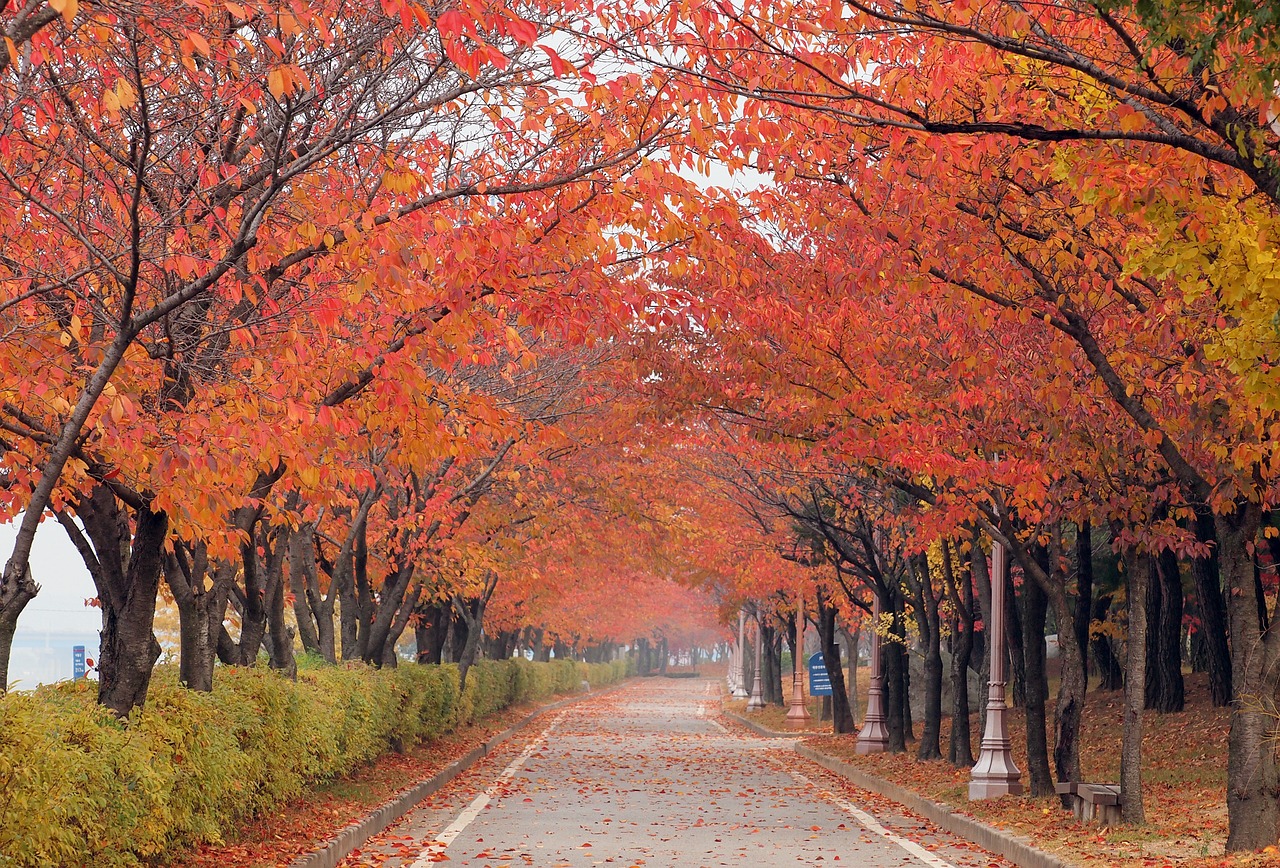 autumn trees fall trail fall foliage free photo