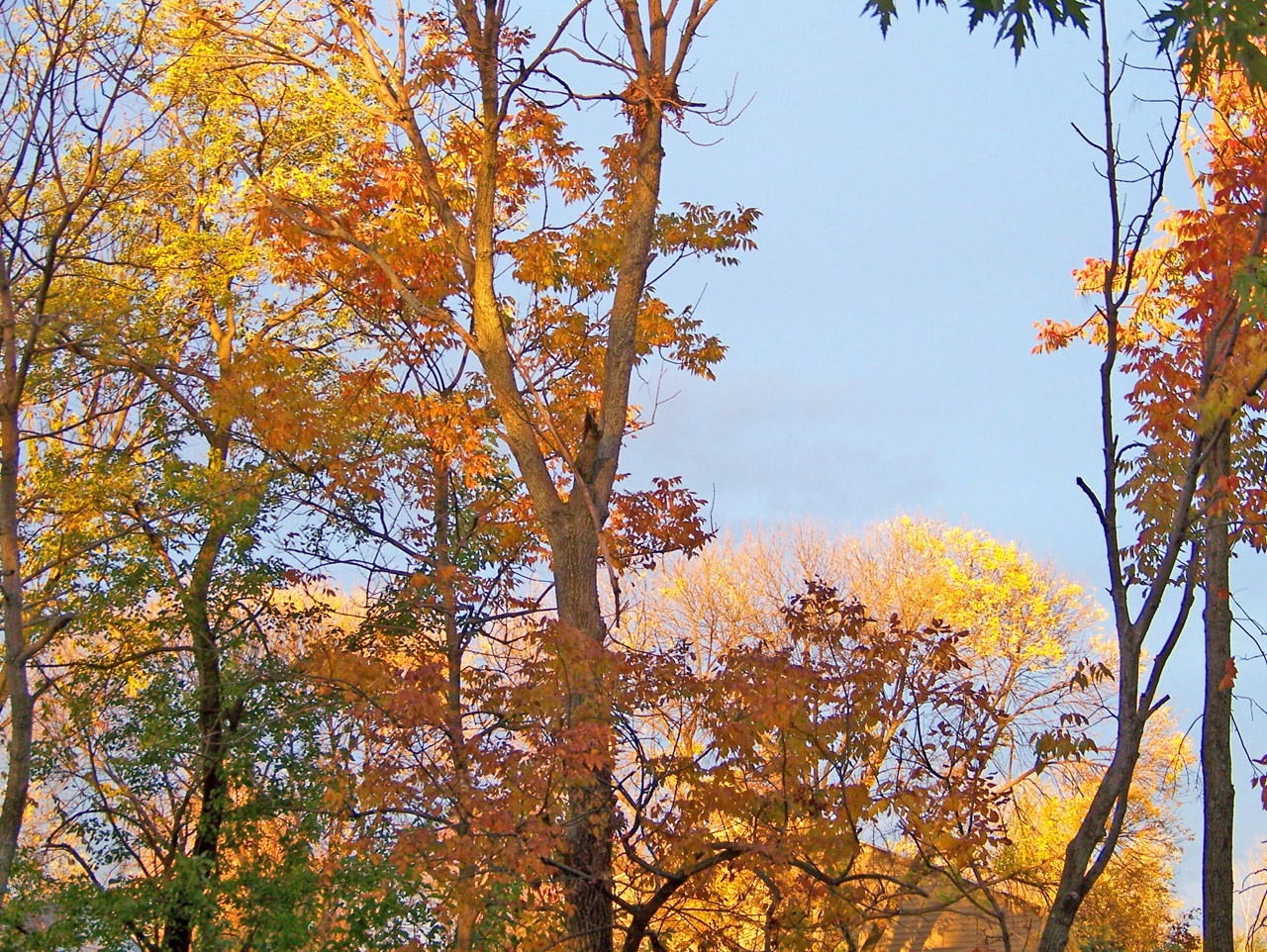 autumn fall trees free photo