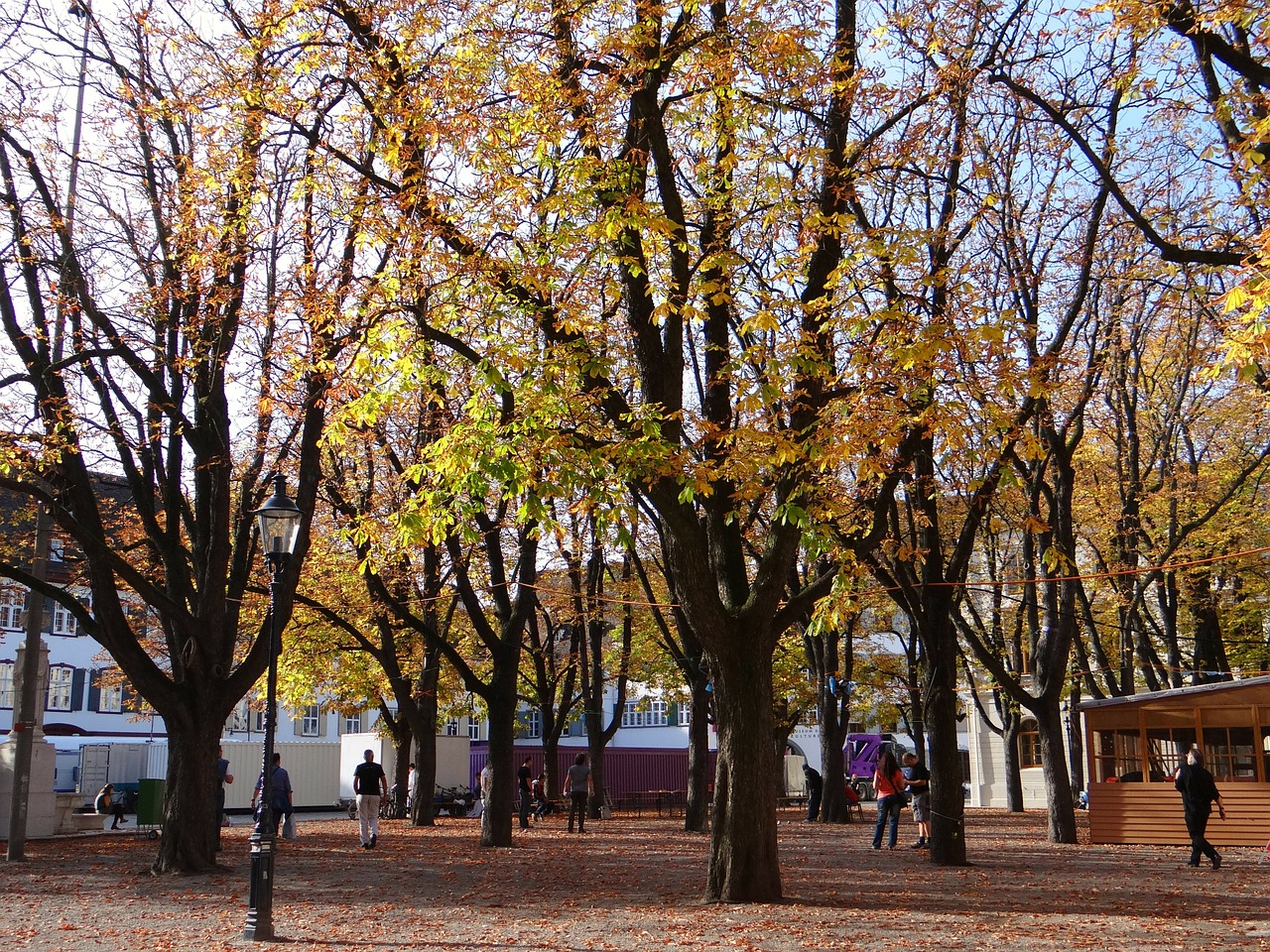 autumn trees leaves trees free photo