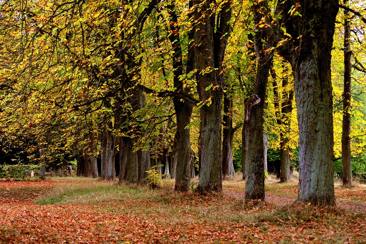 autumn trees  autumn forest  trees free photo