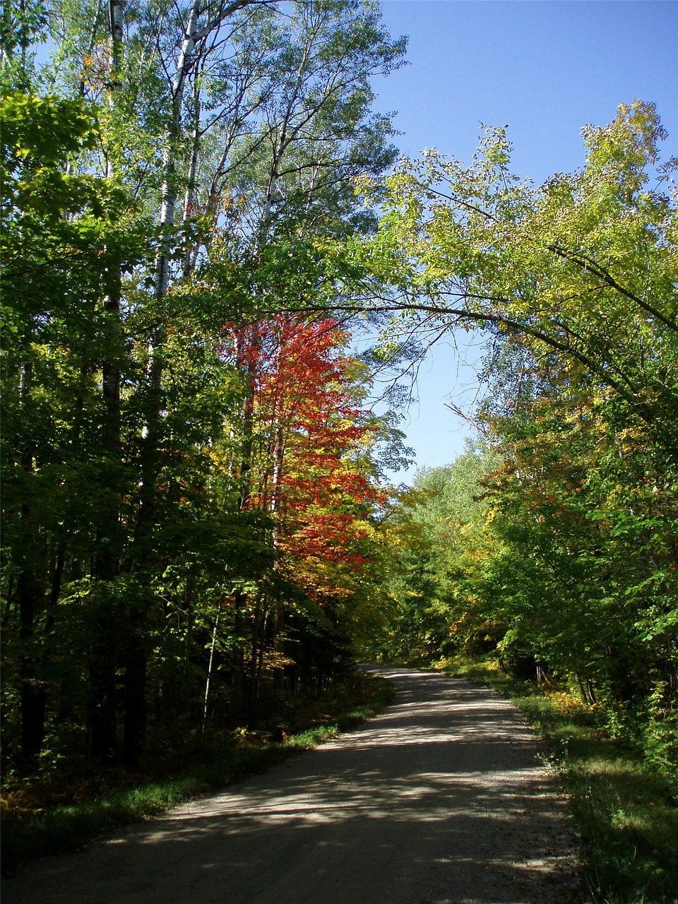 autumn trees road in forest summer free photo