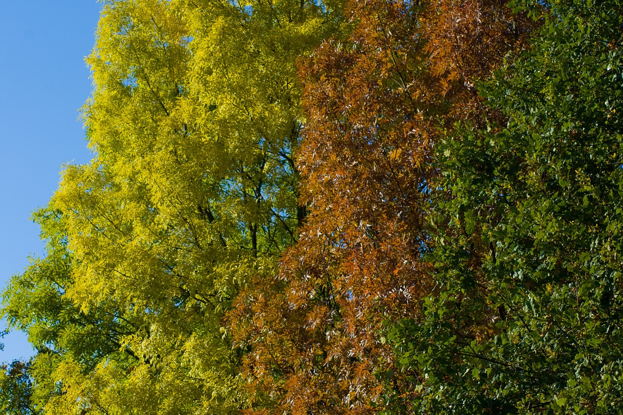 autumn trees colorful leaves foliage free photo