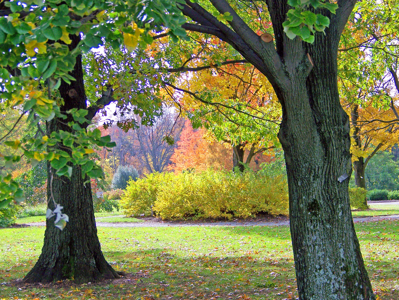 autumn trees bushes free photo