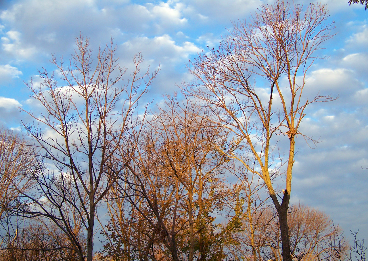 autumn fall trees free photo