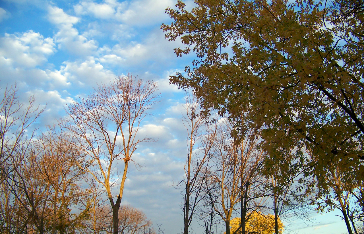 autumn fall trees free photo