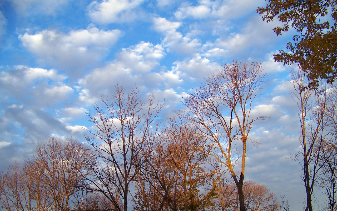 autumn fall trees free photo