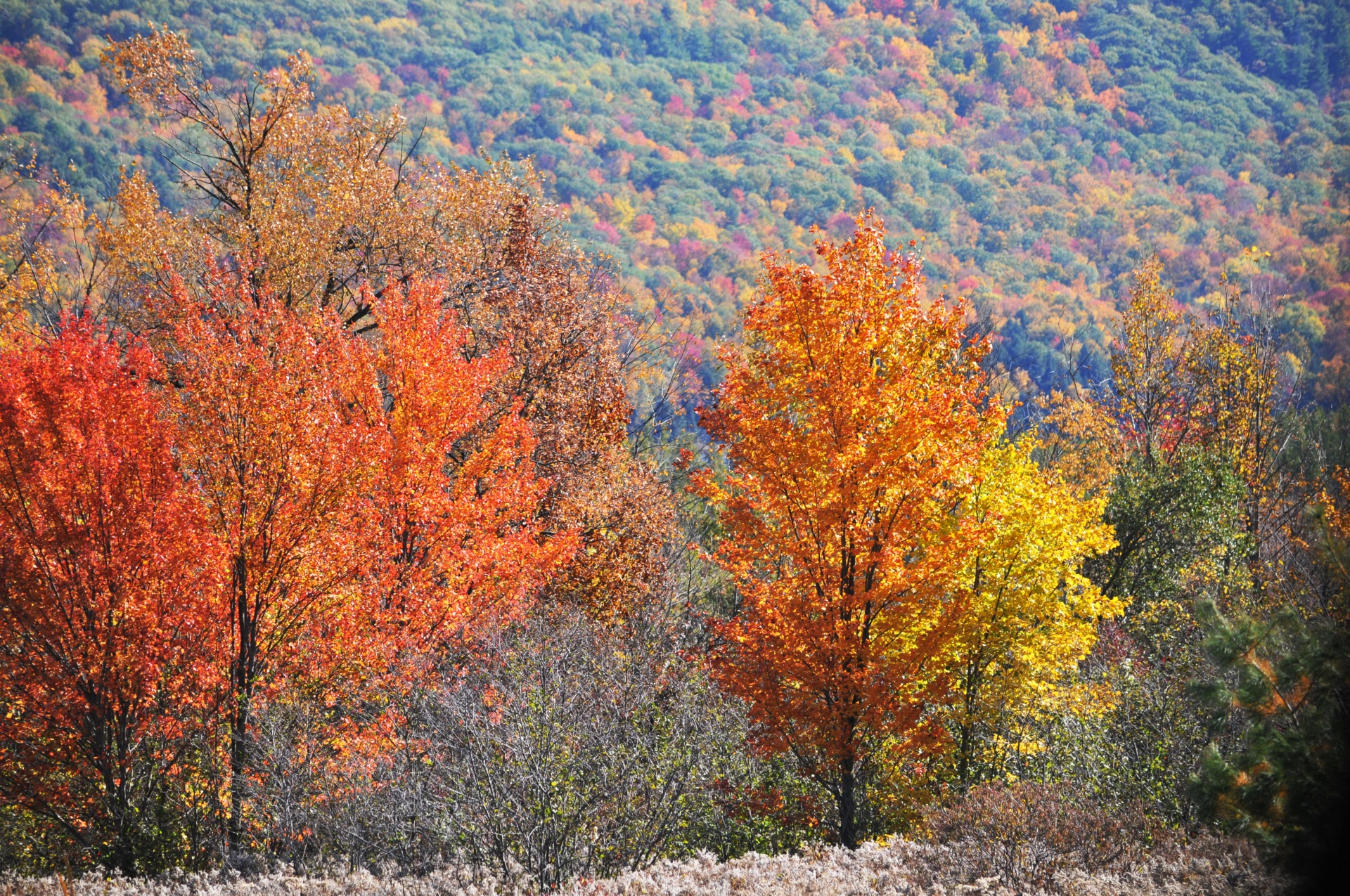 fall autumn foliage free photo