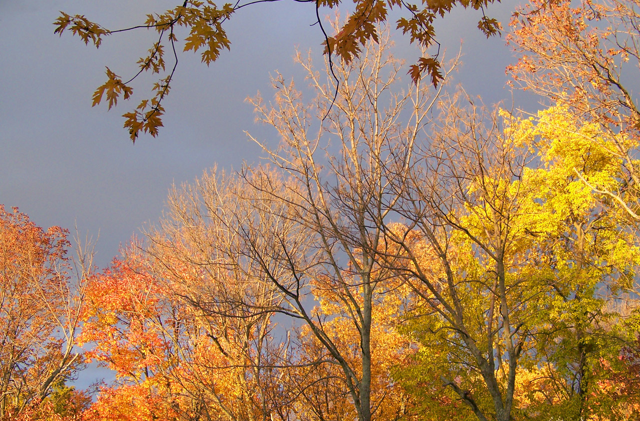 autumn fall colors free photo